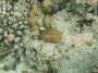 corals:2337_fungia_paumotensis_h.jpg