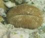 corals:2337_fungia_paumotensis_h_2_.jpg