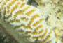 corals:2370_leptoria_sp_h_2_.jpg