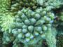 corals:320_acropora_cf._humilis_h.jpg