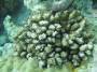 corals:396_pocillopora_sp.1_h.jpg