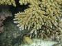 corals:acropora_cf_secale_o.jpg