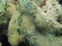 corals:hydnophora_cf._microconos_img_0488.jpg