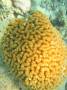 corals:img_1169_mussidae1.jpg