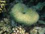 corals:img_1180_platygyra_cf._sinensis.jpg