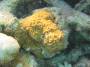 corals:img_1183_leptoseris_cf._incrustans.jpg