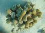 corals:img_1184_stylophora....jpg