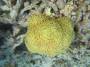 corals:img_1201_goniopora_sp.jpg