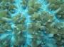 corals:img_1249.jpg