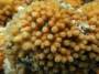 corals:img_2790_turbinaria_cf._stellulata_h_close_up.jpg