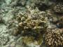 corals:img_2794_favites_cf._halicora_o.jpg