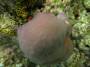 corals:img_2801_porites_cf_lobata_h.jpg