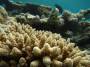 corals:img_2813img_2804_acropora_hyancinthus_o.jpg