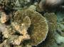 corals:img_2823_acropora_sp6_o.jpg
