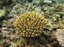 corals:img_2858_acropora_sp9_o.jpg