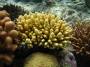corals:img_2868_acropora_sp10_o.jpg