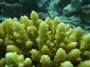 corals:img_2869_acropora_sp10_o.jpg