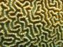corals:img_2883_platygyra_sp2_o.jpg