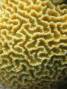 corals:img_3072_platygyra_sp3_o_2_.jpg