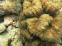 corals:img_3080_symphyllia_cf._radians_h.jpg