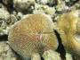 corals:img_3098_fungia_sp2_hk.jpg