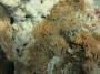 corals:img_3125_pachyseris_cf._speciosa.jpg