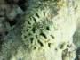 corals:img_3150_montastrea_sp3.jpg