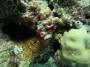corals:img_3393_tubastrea_sp2_o.jpg