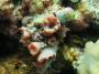 corals:img_3393_tubastrea_sp2_o_close_up.jpg