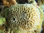 corals:leptoria_sp2._img_0485_k.jpg