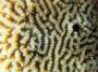 corals:leptoria_sp2._img_0485_k_2_.jpg