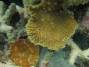 corals:pavona_sp_img_0489_k.jpg