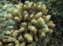 corals:pocillopora_cf._meandrina_img_2760_s.jpg