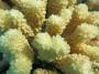 corals:pocillopora_cf._meandrina_img_3110_o.jpg