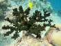 corals:tubastrea_cf._micrantha_o.jpg