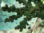 corals:tubastrea_cf._micrantha_o_close_up.jpg