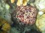invertebrates:echinodermata:culcita_schmedeliana_img_0705.jpg