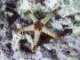 invertebrates:echinodermata:fromia_nodosa_img_3959.jpg