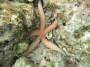 invertebrates:echinodermata:linckia_laevigata_img_2590.jpg