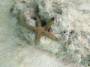 invertebrates:echinodermata:linckia_multifora_img_1554_2_.jpg