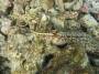 invertebrates:echinodermata:tmp_2499_pearsonothuria_graeffei-897042032.jpg
