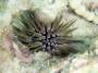 invertebrates:echinodermata:tmp_echinometra_mathaei_img_0571314477431.jpg
