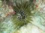 invertebrates:echinodermata:tmp_echinometra_mathaei_img_0638-570985611.jpg