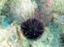 invertebrates:echinodermata:tmp_echinothrix_diadema_img_0569617290842.jpg