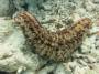 invertebrates:echinodermata:tmp_pearsonothuria_graeffei_img_2554_298117461.jpg