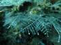 invertebrates:hydrozoa_5_img_3312.jpg