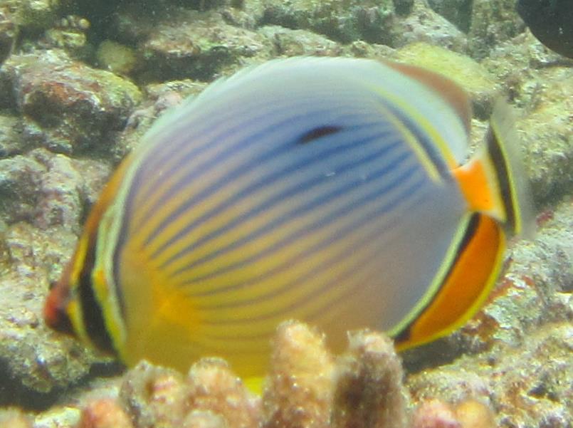 chaetodon_trifasciatus_0939.jpg