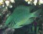 vertebrates:fish:chromis_chrysura_aleximg_3488.jpg