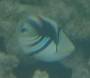 vertebrates:fish:rhinecanthus_aculeatus_gabigopr05555.jpg